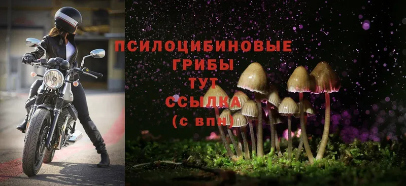 Псилоцибиновые грибы Psilocybe  Минусинск 